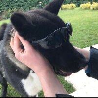 Akita İnu, Köpek  Hera fotoğrafı