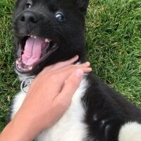 Akita İnu, Köpek  Hera fotoğrafı