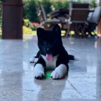 Akita İnu, Köpek  Hera fotoğrafı