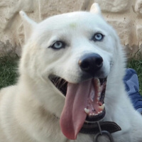 Sibirya Kurdu (Husky), Köpek  Jessy fotoğrafı