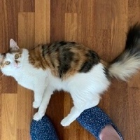 Tekir Kedi, Kedi  Muhtar fotoğrafı