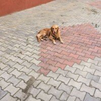 Golden Retriever, Köpek  PAŞA fotoğrafı