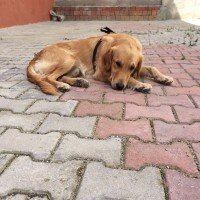 Golden Retriever, Köpek  PAŞA fotoğrafı