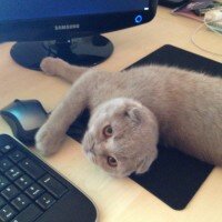 Scottish Fold, Kedi  tonti fotoğrafı