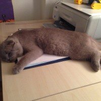 Scottish Fold, Kedi  tonti fotoğrafı