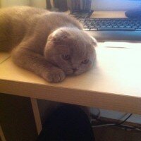 Scottish Fold, Kedi  tonti fotoğrafı