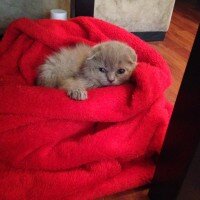 Scottish Fold, Kedi  tonti fotoğrafı