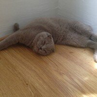 Scottish Fold, Kedi  tonti fotoğrafı