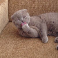 Scottish Fold, Kedi  tonti fotoğrafı