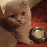 Scottish Fold, Kedi  tonti fotoğrafı