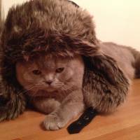 Scottish Fold, Kedi  tonti fotoğrafı