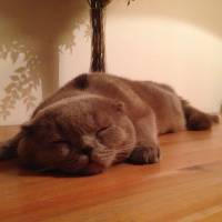 Scottish Fold, Kedi  tonti fotoğrafı