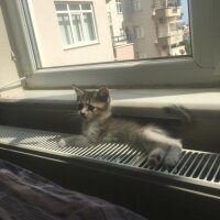 Scottish Fold, Kedi  Güneş fotoğrafı