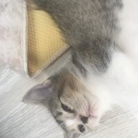 Scottish Fold, Kedi  Güneş fotoğrafı