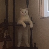 Scottish Fold, Kedi  Pilav fotoğrafı