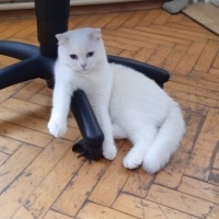 Scottish Fold, Kedi  Pilav fotoğrafı