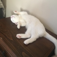 Scottish Fold, Kedi  Pilav fotoğrafı