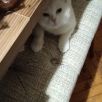 Scottish Fold, Kedi  Pilav fotoğrafı