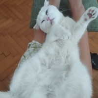 Scottish Fold, Kedi  Pilav fotoğrafı