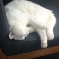 Scottish Fold, Kedi  Pilav fotoğrafı