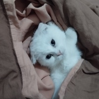 Scottish Fold, Kedi  Pilav fotoğrafı