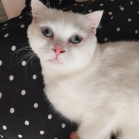 Scottish Fold, Kedi  Pilav fotoğrafı