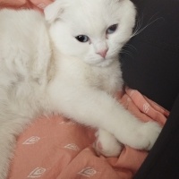 Scottish Fold, Kedi  Pilav fotoğrafı