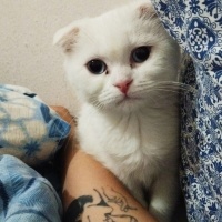 Scottish Fold, Kedi  Pilav fotoğrafı