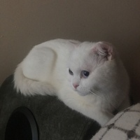 Scottish Fold, Kedi  Pilav fotoğrafı