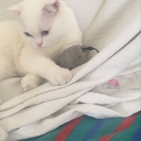 Scottish Fold, Kedi  Pilav fotoğrafı