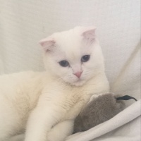 Scottish Fold, Kedi  Pilav fotoğrafı