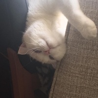 Scottish Fold, Kedi  Pilav fotoğrafı