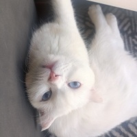 Scottish Fold, Kedi  Pilav fotoğrafı