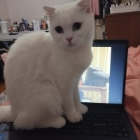 Scottish Fold, Kedi  Pilav fotoğrafı