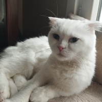 Scottish Fold, Kedi  Pilav fotoğrafı