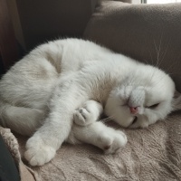 Scottish Fold, Kedi  Pilav fotoğrafı