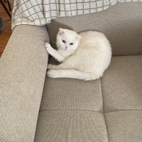 Scottish Fold, Kedi  Pilav fotoğrafı