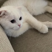 Scottish Fold, Kedi  Pilav fotoğrafı