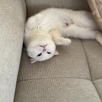 Scottish Fold, Kedi  Pilav fotoğrafı