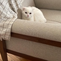 Scottish Fold, Kedi  Pilav fotoğrafı