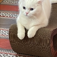 Scottish Fold, Kedi  Pilav fotoğrafı