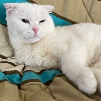 Scottish Fold, Kedi  Pilav fotoğrafı