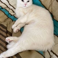 Scottish Fold, Kedi  Pilav fotoğrafı