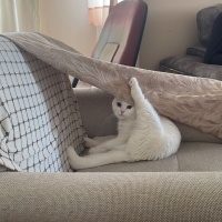 Scottish Fold, Kedi  Pilav fotoğrafı