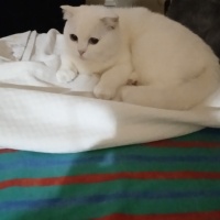 Scottish Fold, Kedi  Pilav fotoğrafı