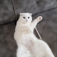 Scottish Fold, Kedi  Pilav fotoğrafı