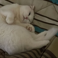 Scottish Fold, Kedi  Pilav fotoğrafı