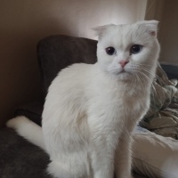 Scottish Fold, Kedi  Pilav fotoğrafı