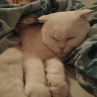 Scottish Fold, Kedi  Pilav fotoğrafı