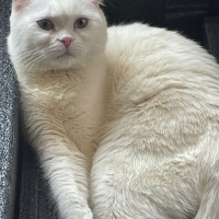 Scottish Fold, Kedi  Pilav fotoğrafı